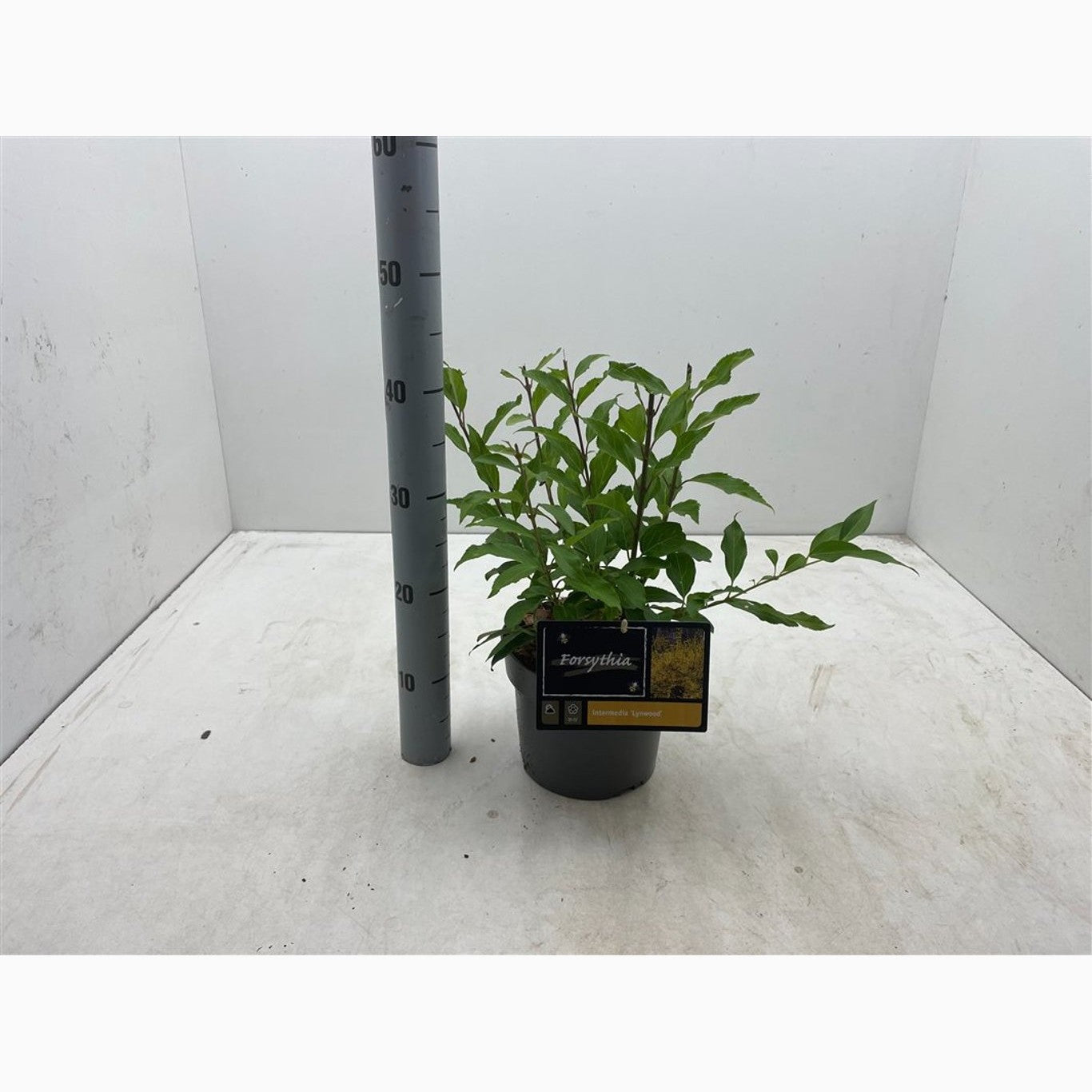 Forsythia – Forsythia intermedia 'Lynwood' - C3